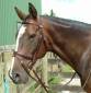 Stubben Hanoverian Bridle 1001c
