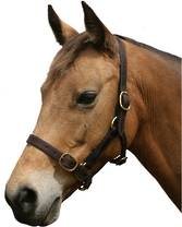 Cavallino Show Halter