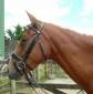 Stubben Hanoverian Bridle 1700c