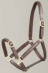Aintree Foal Leather Halter