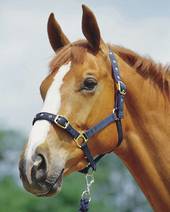 Roma Padded Jersey Halter