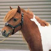 Roma Mini Nylon Halter