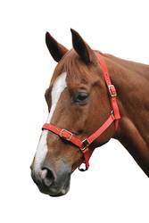 Roma Brass Buckle Headcollar