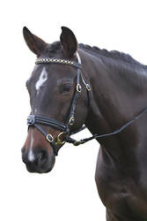 Kincade Performance Bridle