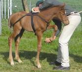 Control-A-Foal