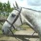 Stubben Hanoverian Bridle 1005c