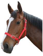 Equistar Nylon Halter Foal