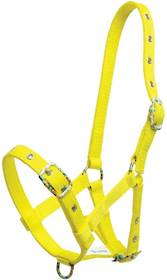 Zilco Foal Halter with Coloured Buckles