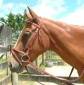 Stubben Hanoverian Bridle 1600c
