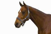 Roma Headstall With Neoprene