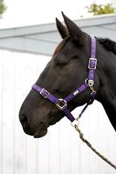 Roma Continental Halter