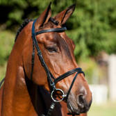 Horze Georgueze Bridle