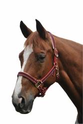 Roma Padded Headcollar